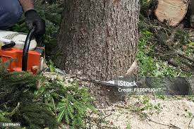 How Our Tree Care Process Works  in  Jericho, NY